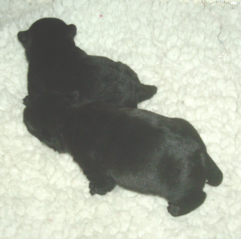 de Glenderry - Scottish Terrier - Portée née le 04/12/2008