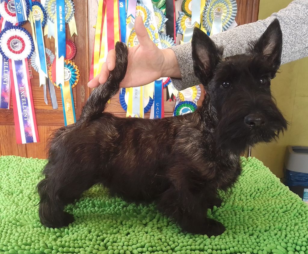 chiot Scottish Terrier de Glenderry