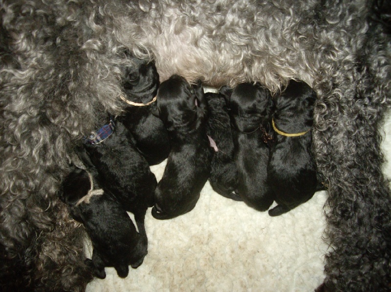 de Glenderry - Kerry Blue Terrier - Portée née le 22/02/2009