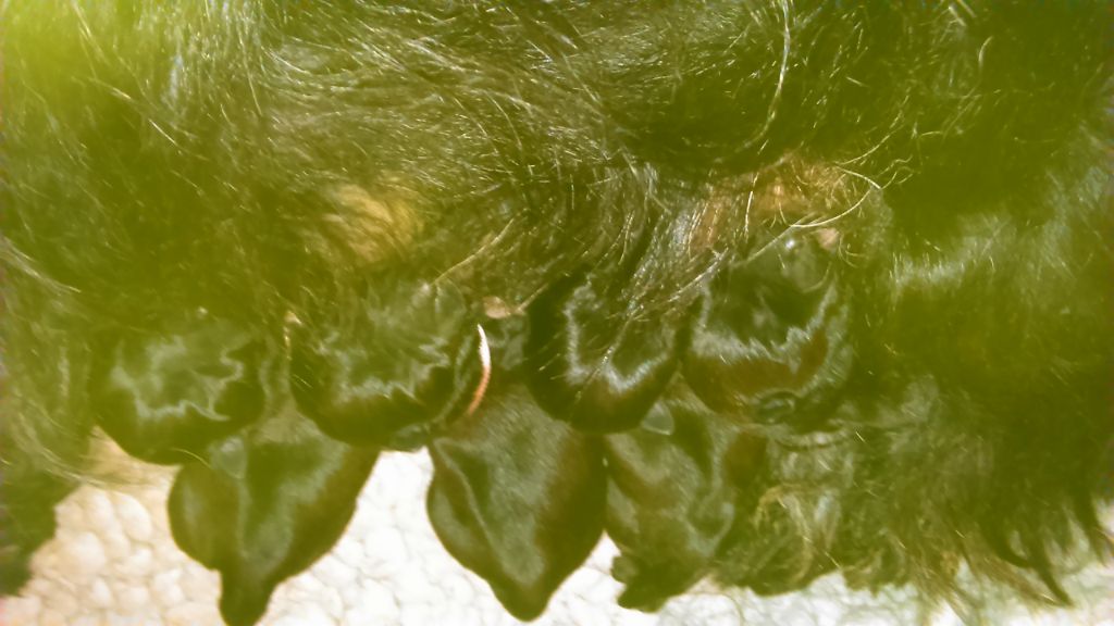 de Glenderry - Scottish Terrier - Portée née le 30/07/2019