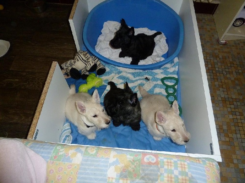de Glenderry - Scottish Terrier - Portée née le 03/01/2012