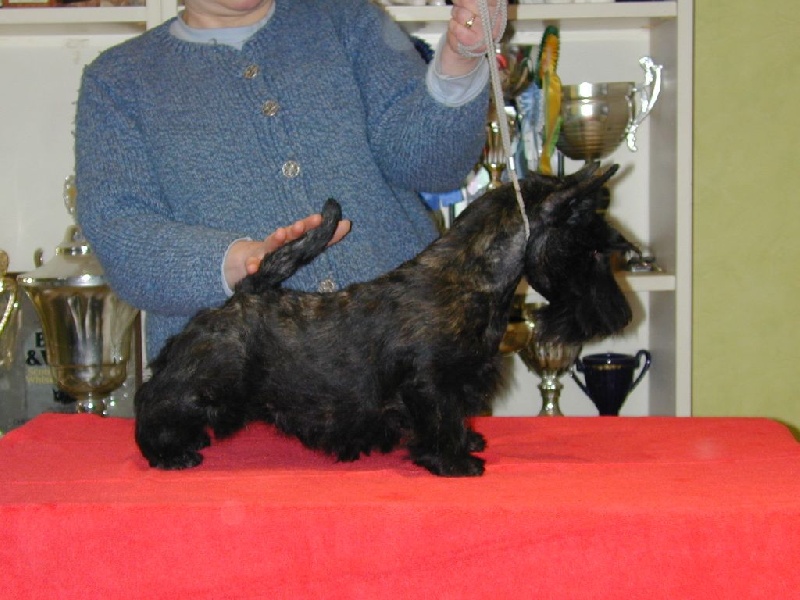 de Glenderry - Scottish Terrier - Portée née le 07/09/2015