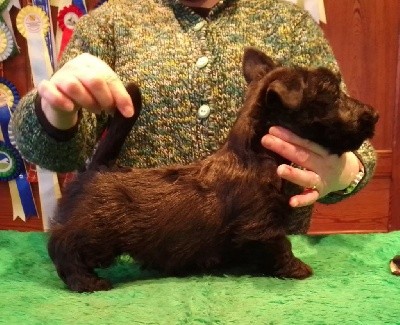 de Glenderry - Scottish Terrier - Portée née le 21/12/2020