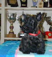 de Glenderry - Scottish Terrier - Portée née le 23/12/2010