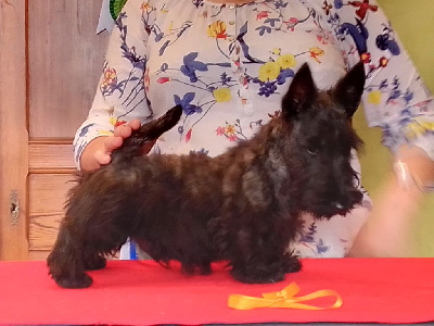 de Glenderry - Scottish Terrier - Portée née le 19/05/2023