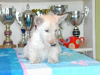 de Glenderry - Scottish Terrier - Portée née le 14/12/2010