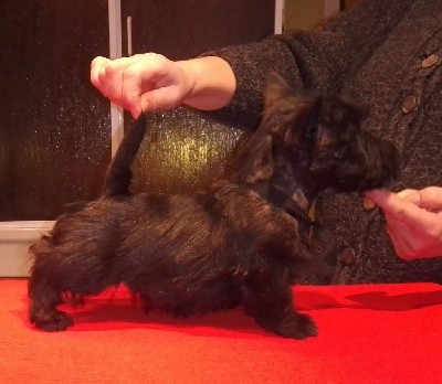 de Glenderry - Scottish Terrier - Portée née le 06/10/2021