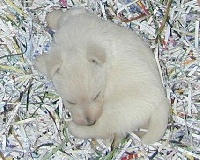 de Glenderry - Scottish Terrier - Portée née le 04/07/2014
