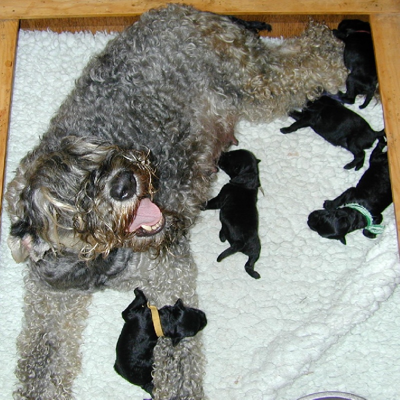 de Glenderry - Kerry Blue Terrier - Portée née le 22/06/2010