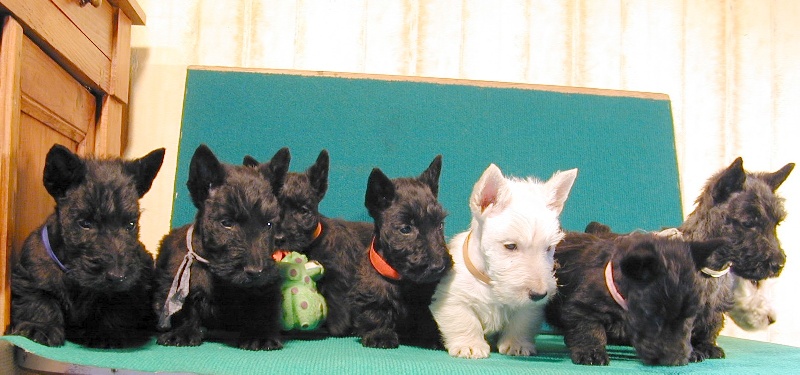 de Glenderry - Scottish Terrier - Portée née le 07/02/2008