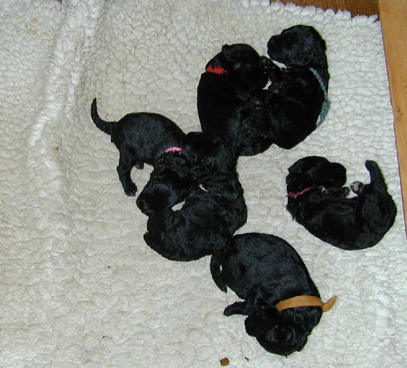 de Glenderry - Kerry Blue Terrier - Portée née le 28/06/2011
