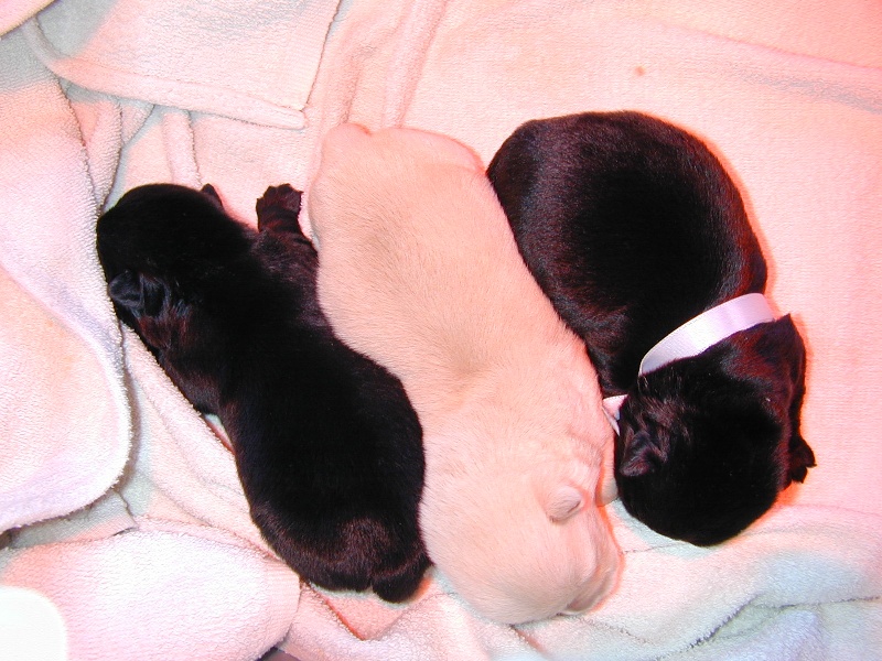 de Glenderry - Scottish Terrier - Portée née le 29/10/2012