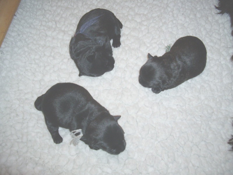 de Glenderry - Scottish Terrier - Portée née le 17/11/2009