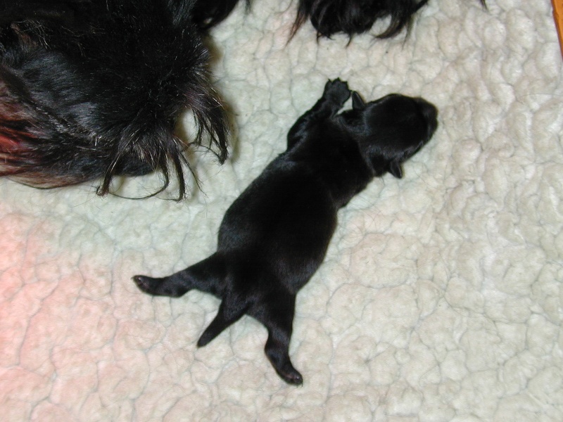 de Glenderry - Scottish Terrier - Portée née le 08/02/2013