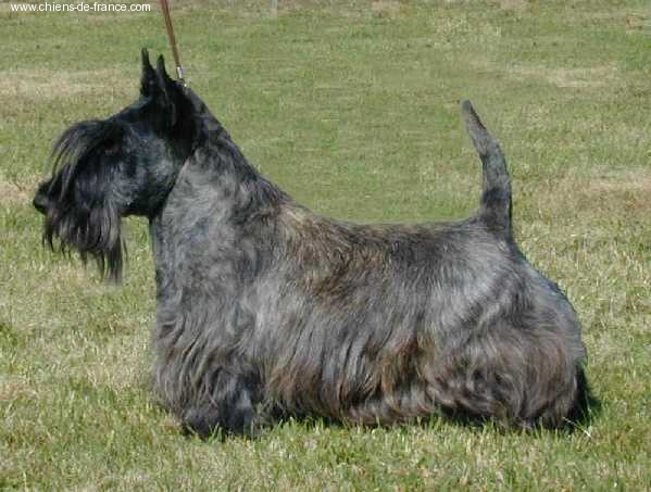 Ossian de Glenderry