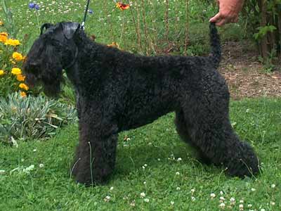 Urtzi blue de Glenderry