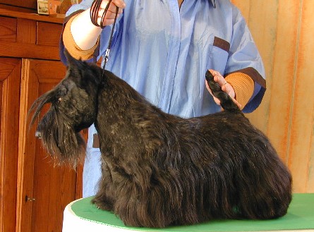 Cent pour cent fil d'ecosse de Glenderry