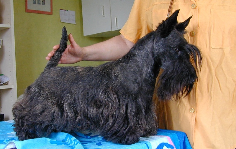 Feebee l'ensorceleuse de Glenderry