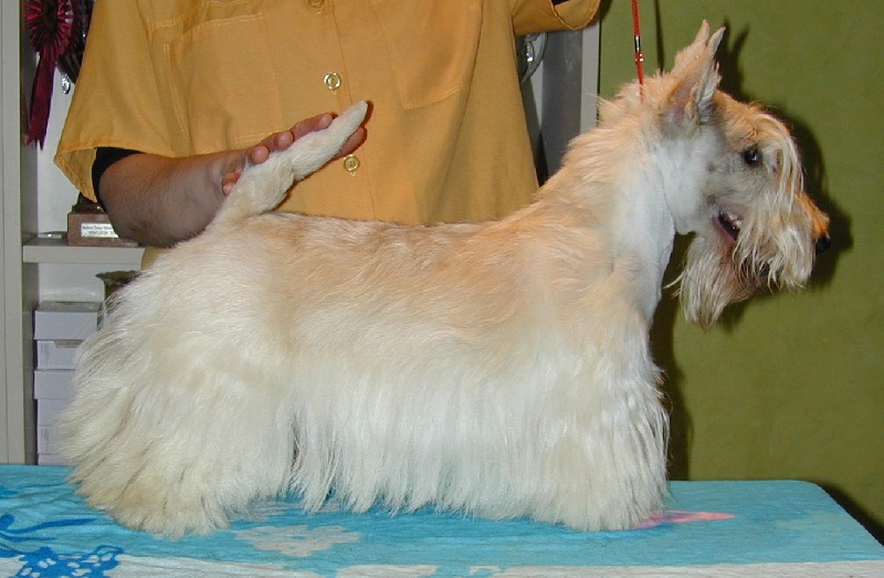 Helphy rayon d'or de Glenderry