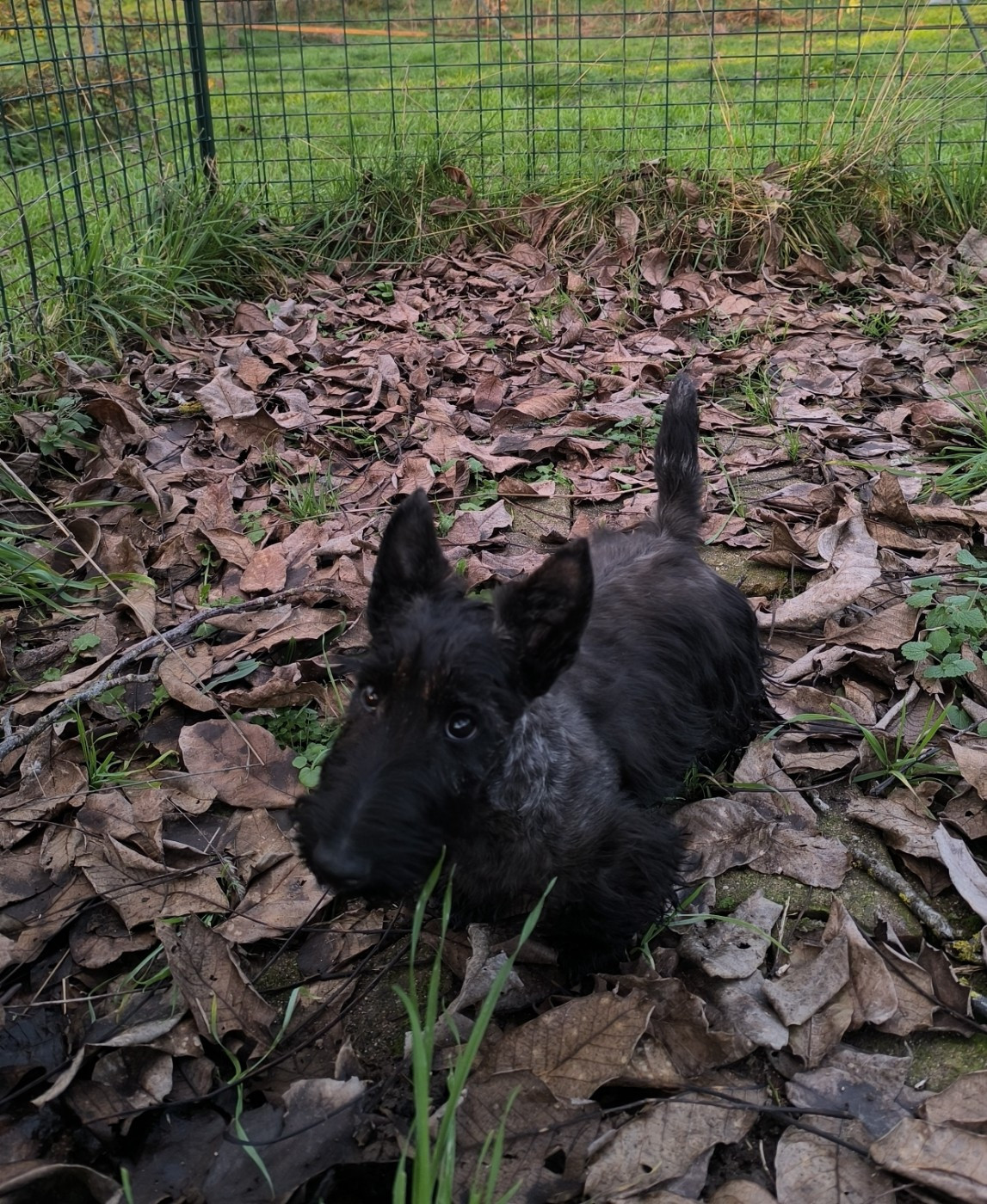 de Glenderry - ASCOTT L'ECOSSAIS cherche toujours sa famille