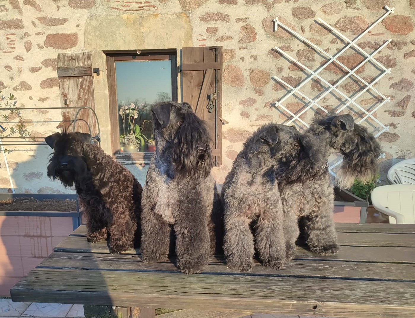 de Glenderry - Photos de mes chiens (3 générations)