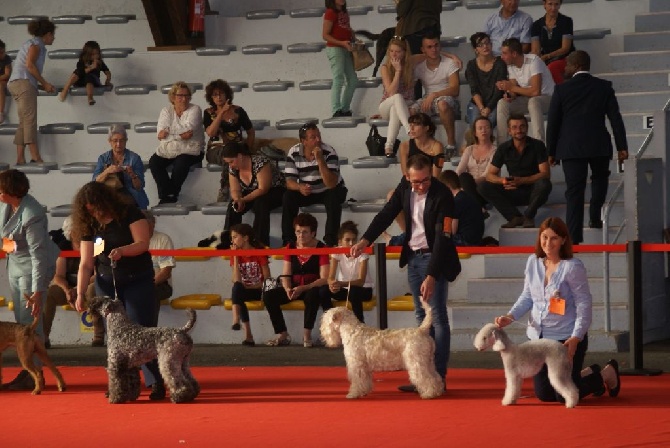 de Glenderry - POITIERS CACIB