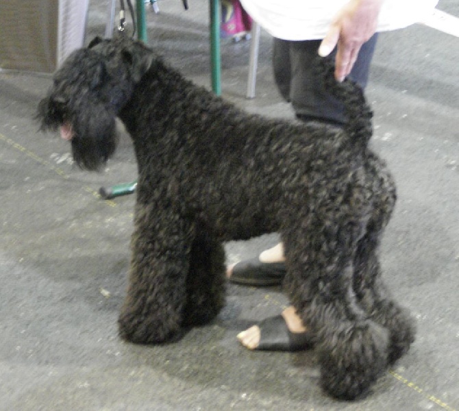 de Glenderry - LA ROCHELLE CACIB