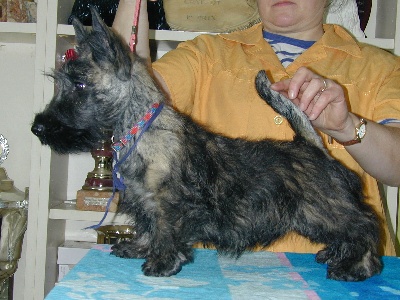 de Glenderry - NOUVELLES PHOTOS DES BEBES