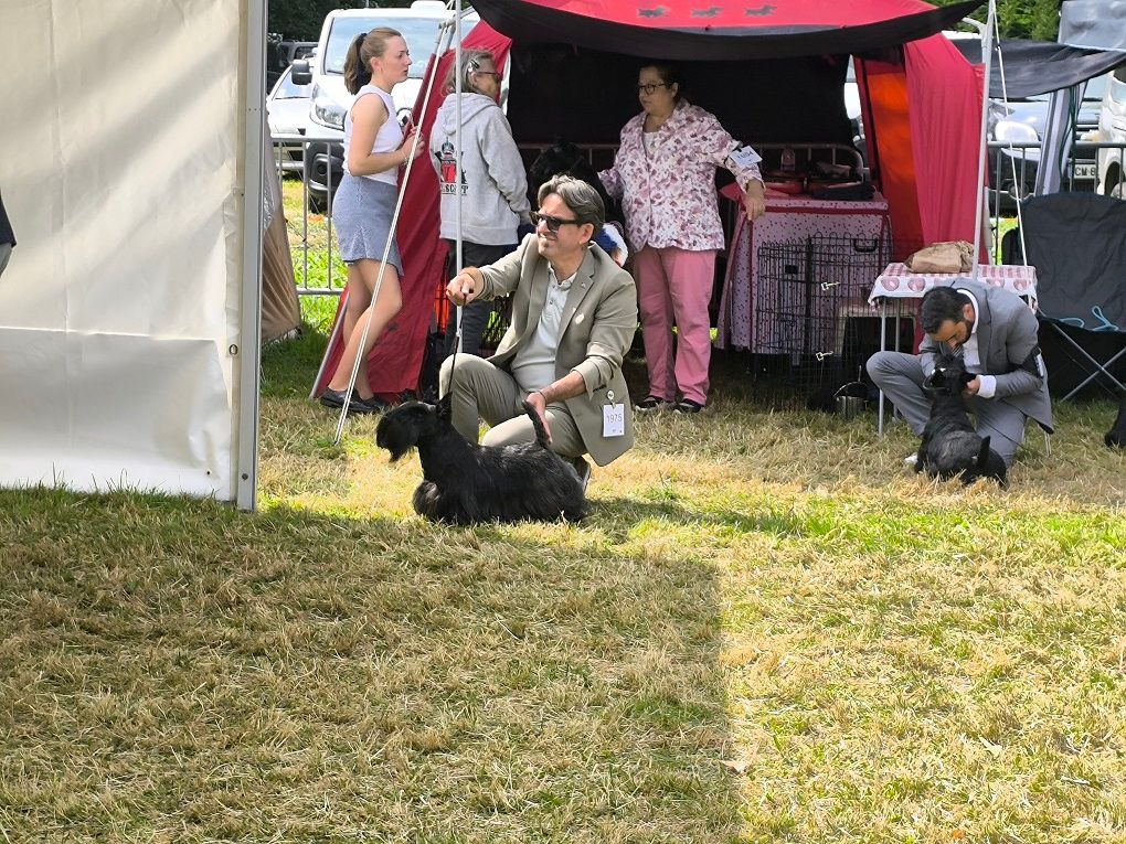 de Glenderry - MARTINIDOGSHOW 03/25