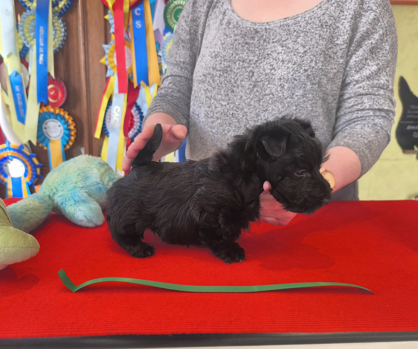 de Glenderry - Chiots disponibles - Scottish Terrier