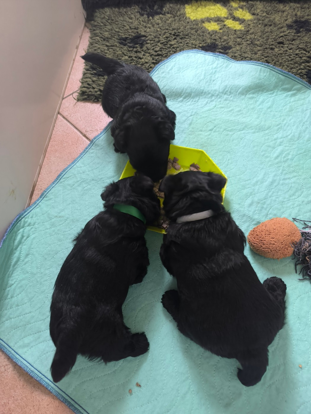 Chiot Scottish Terrier de Glenderry