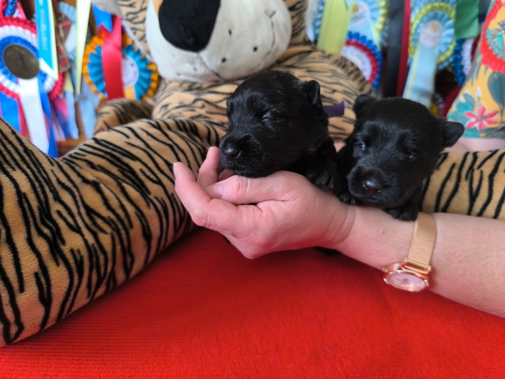 de Glenderry - Chiots disponibles - Scottish Terrier