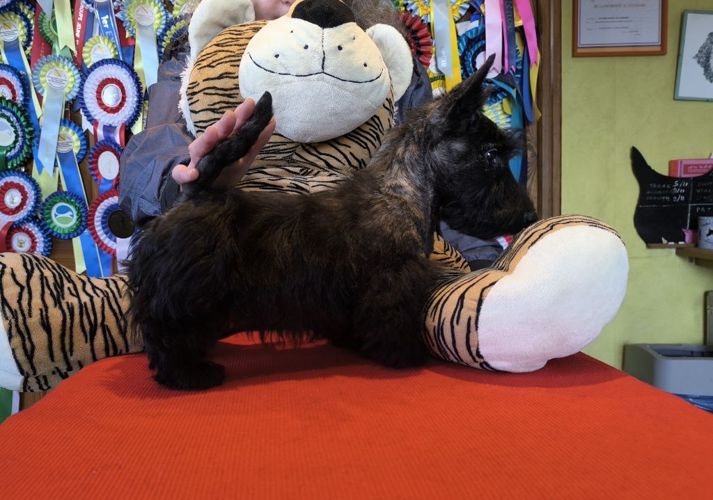 de Glenderry - Chiots disponibles - Scottish Terrier