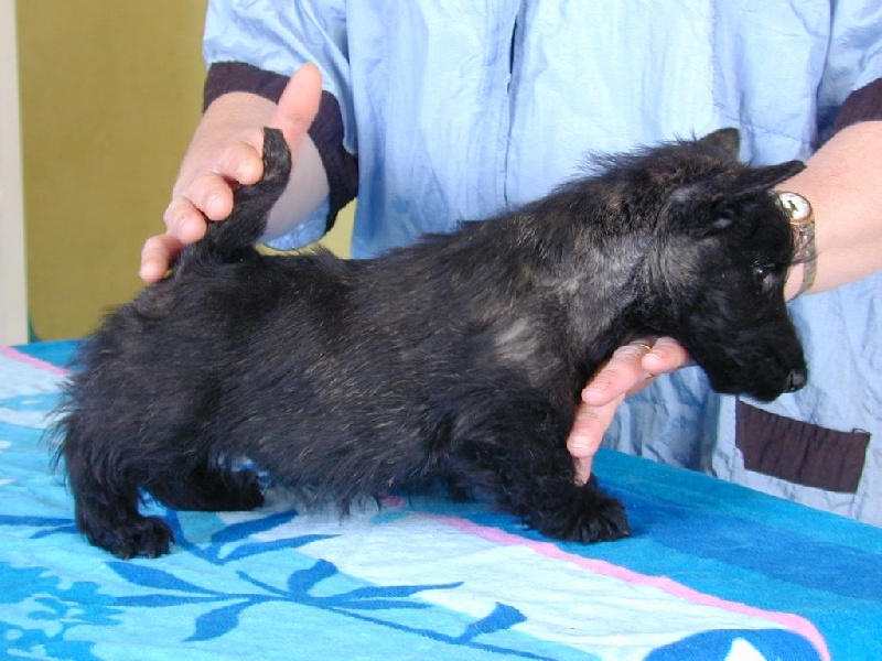 de Glenderry - Scottish Terrier - Portée née le 20/03/2015