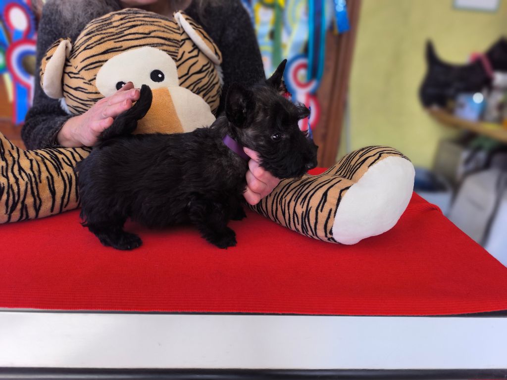 de Glenderry - Chiots disponibles - Scottish Terrier