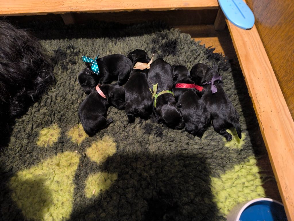 Chiot Scottish Terrier de Glenderry