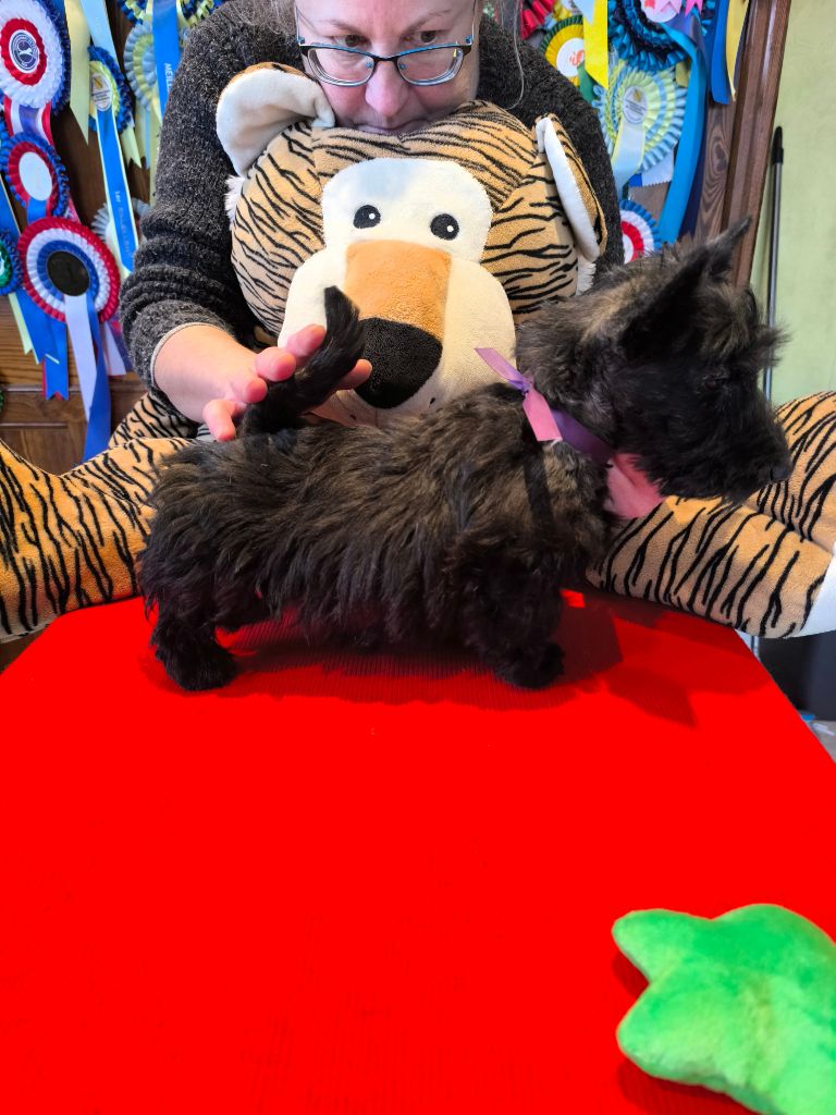 de Glenderry - Chiots disponibles - Scottish Terrier