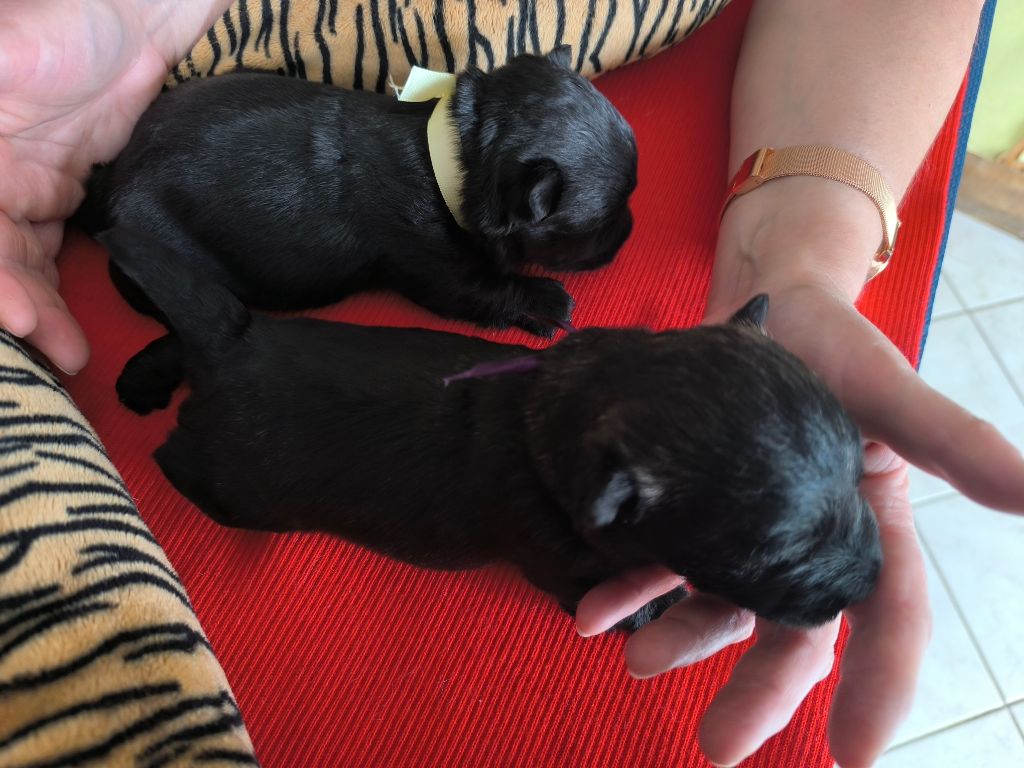 de Glenderry - Chiots disponibles - Scottish Terrier