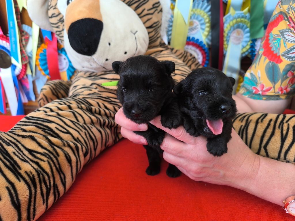 de Glenderry - Chiots disponibles - Scottish Terrier