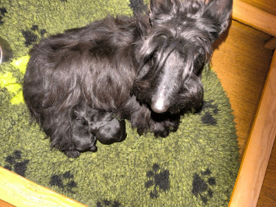 CHIOT 2