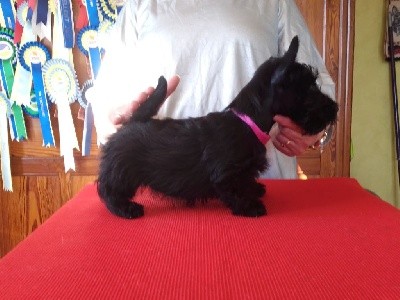 SCOTTIE