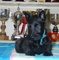 FIDJIE