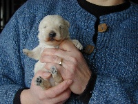 JUNIOR