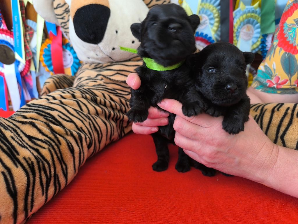 de Glenderry - Chiots disponibles - Scottish Terrier