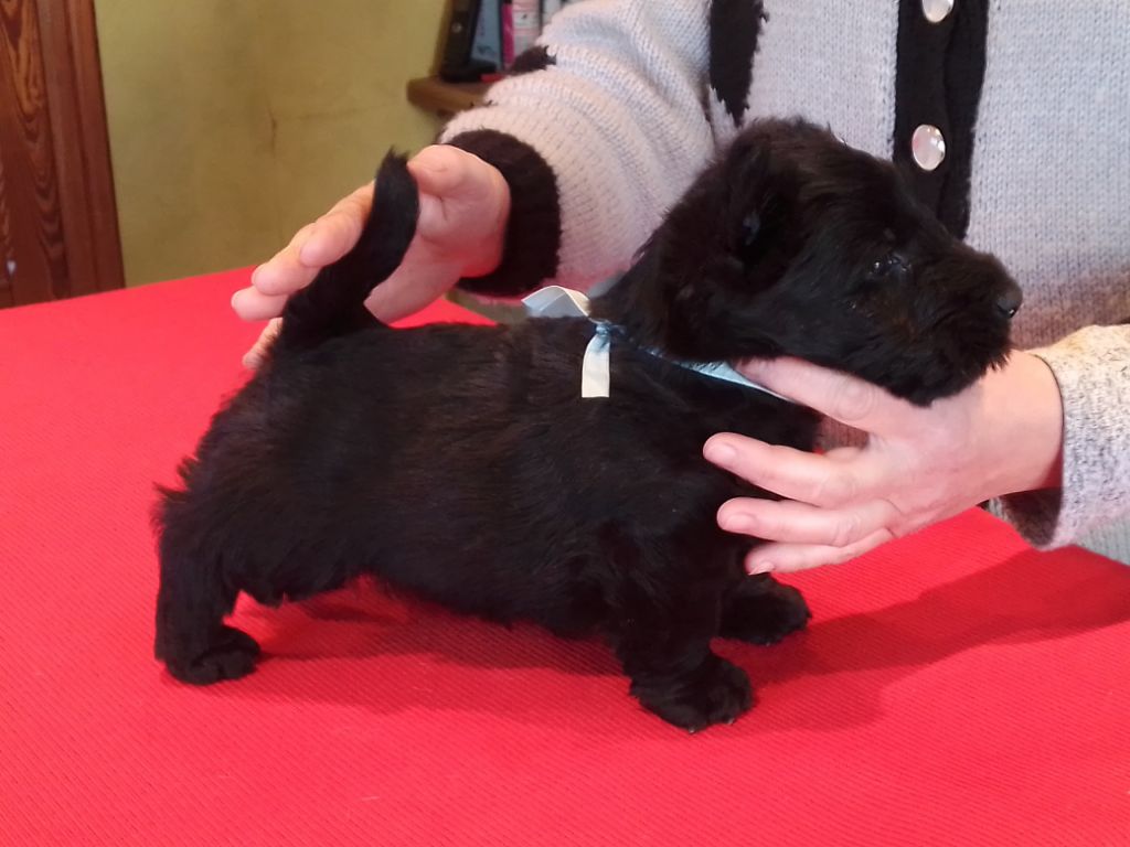 de Glenderry - Scottish Terrier - Portée née le 08/10/2022