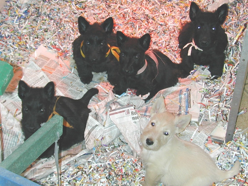 de Glenderry - Scottish Terrier - Portée née le 17/12/2011